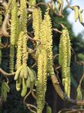 common hazel